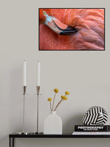 Flamingo Close Up Poster och Canvastavla