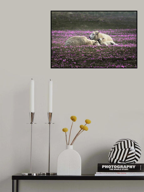 Dreaming in Pink Poster och Canvastavla