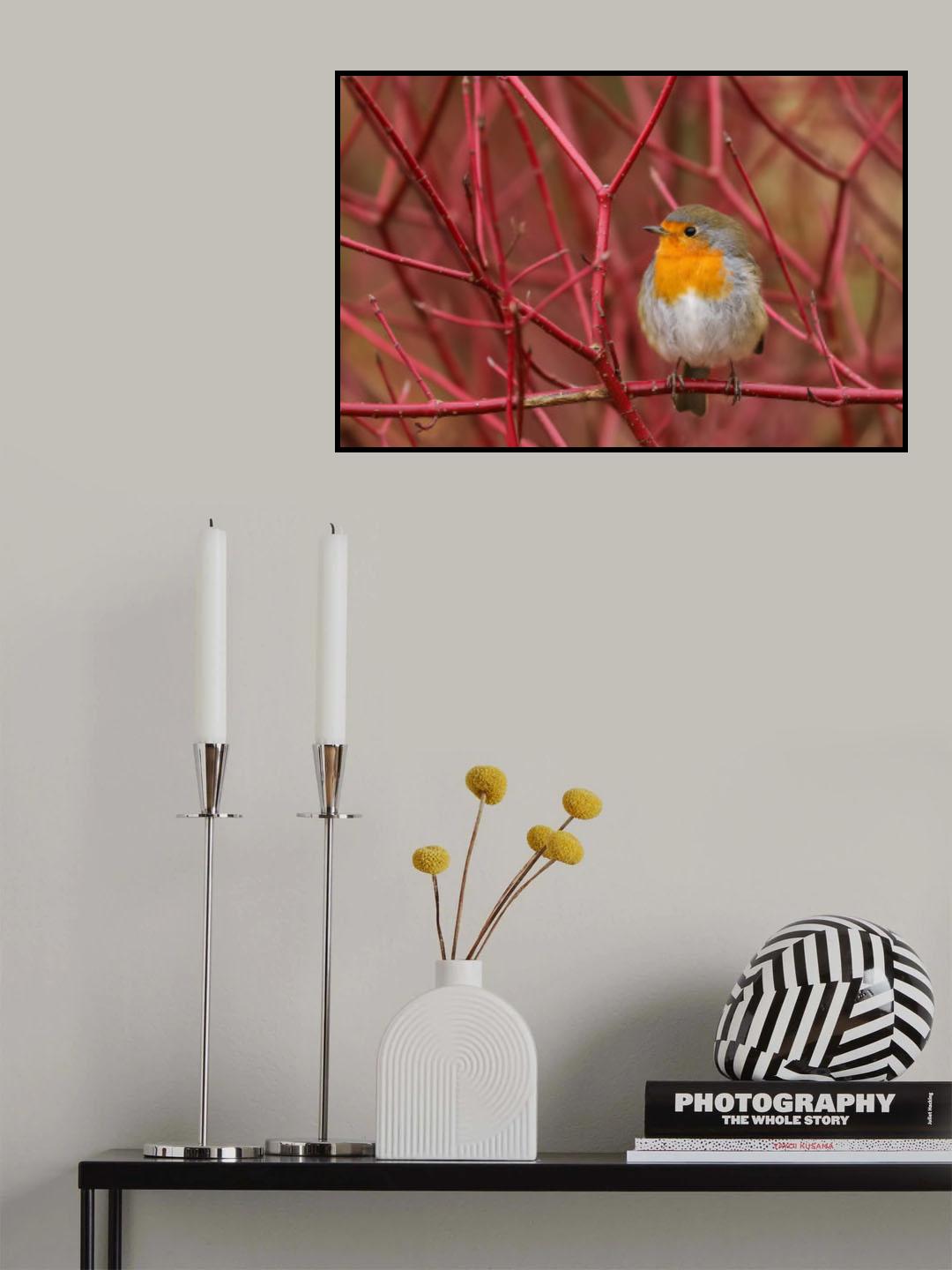 robin in red Poster och Canvastavla