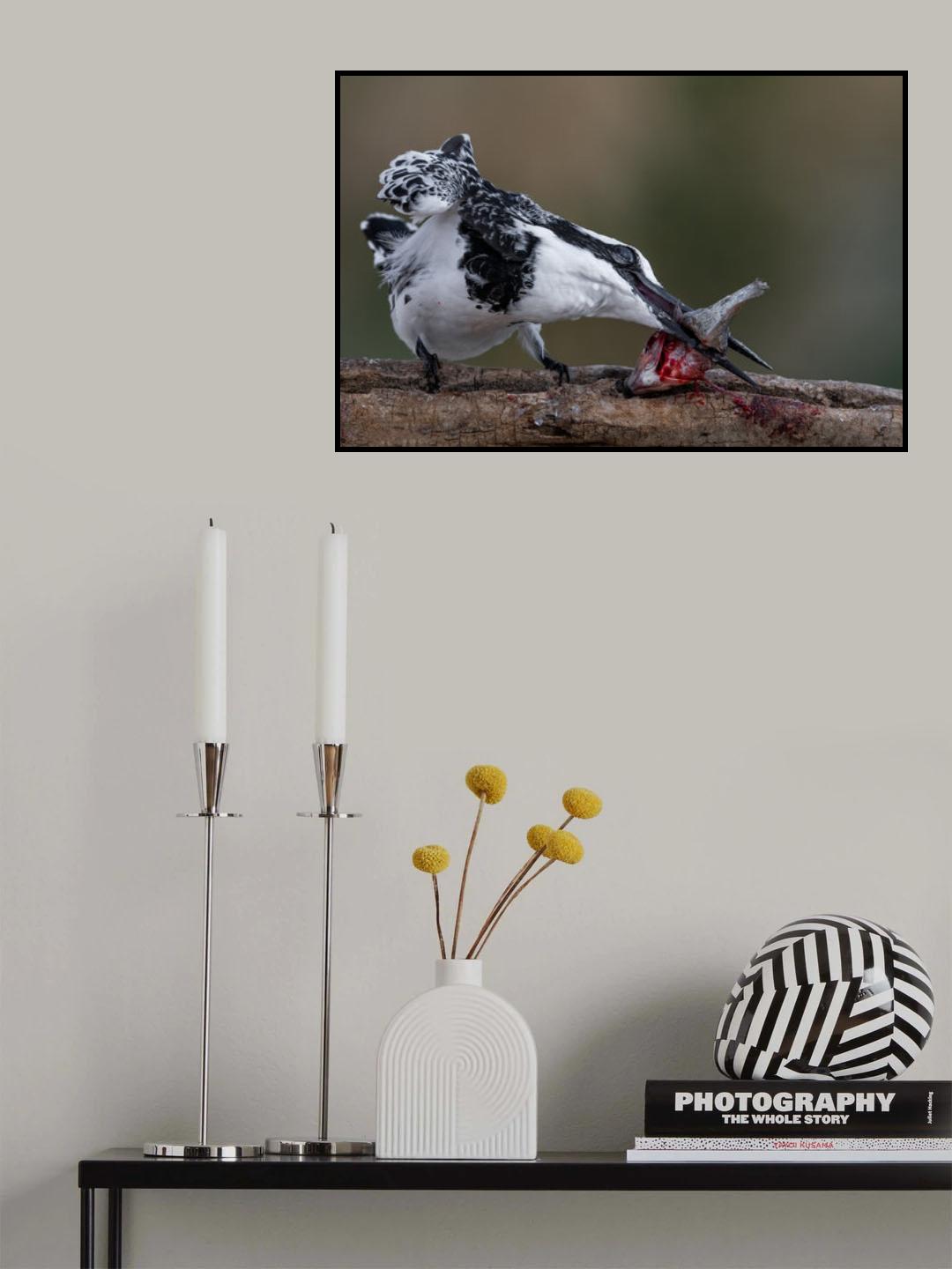 Pied Kingfisher Poster och Canvastavla