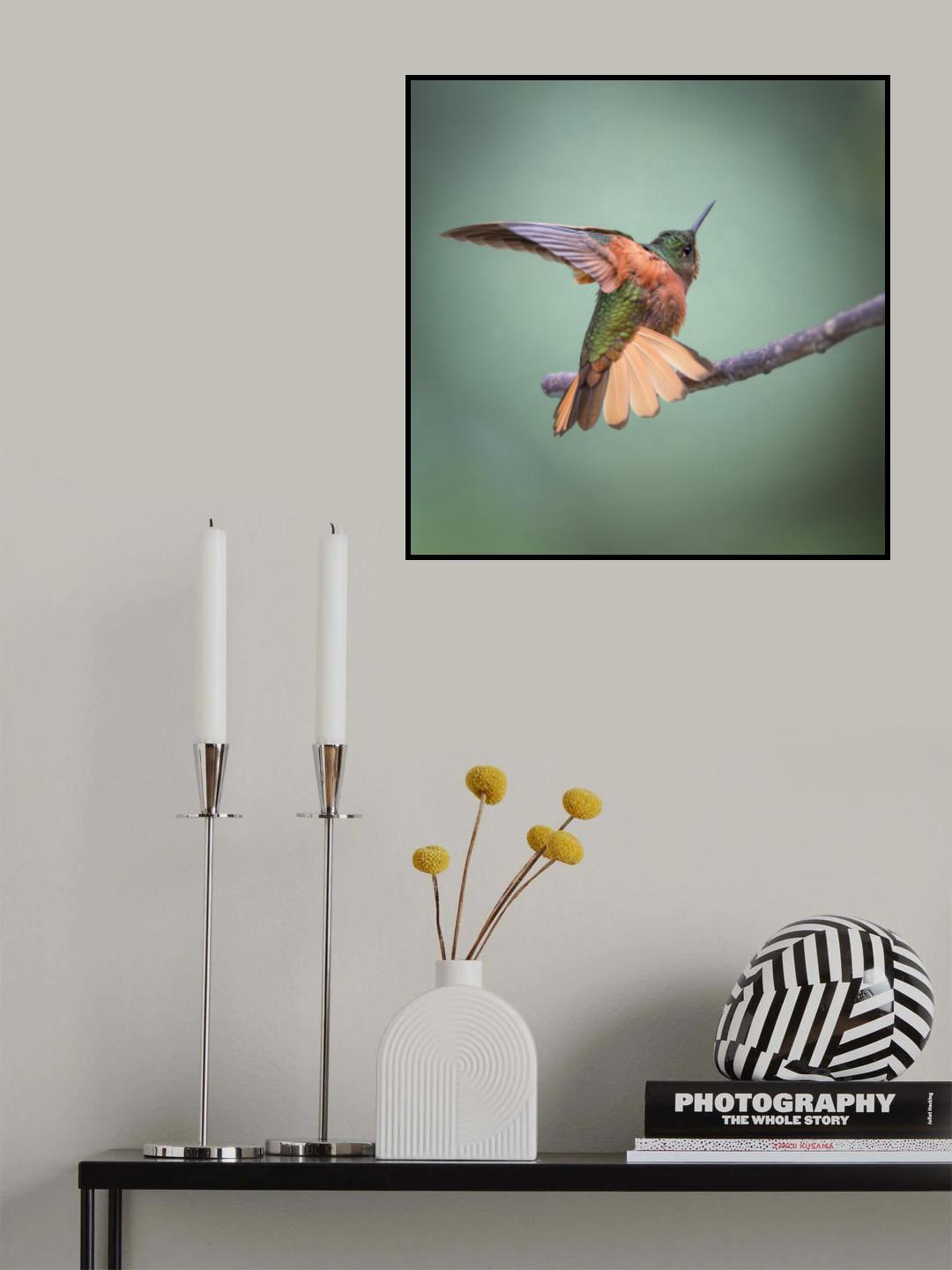 Chestnut-breasted Coronet Poster och Canvastavla