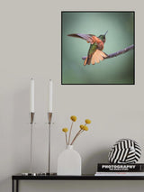 Chestnut-breasted Coronet Poster och Canvastavla