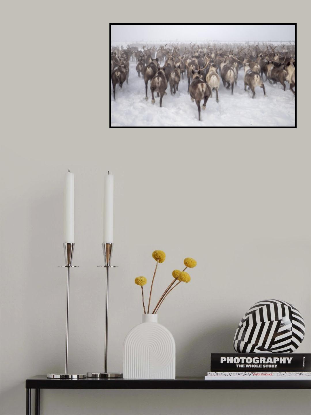 To be part of a the herd Poster och Canvastavla