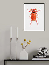 Forest cockchafer or Melolontha hippocastani Poster och Canvastavla