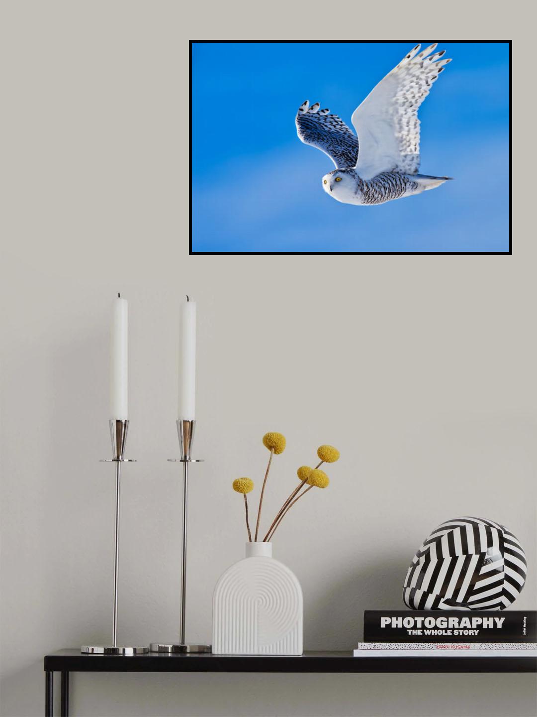 Snow Owl Poster och Canvastavla
