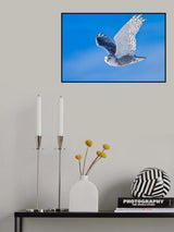 Snow Owl Poster och Canvastavla