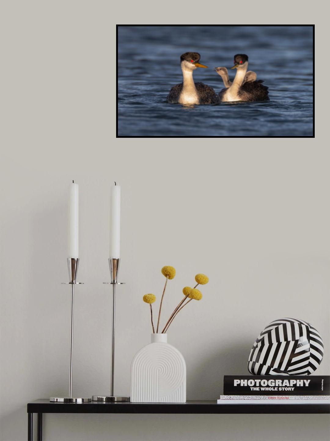 Grebe Poster och Canvastavla