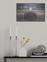Princess Poster och Canvastavla