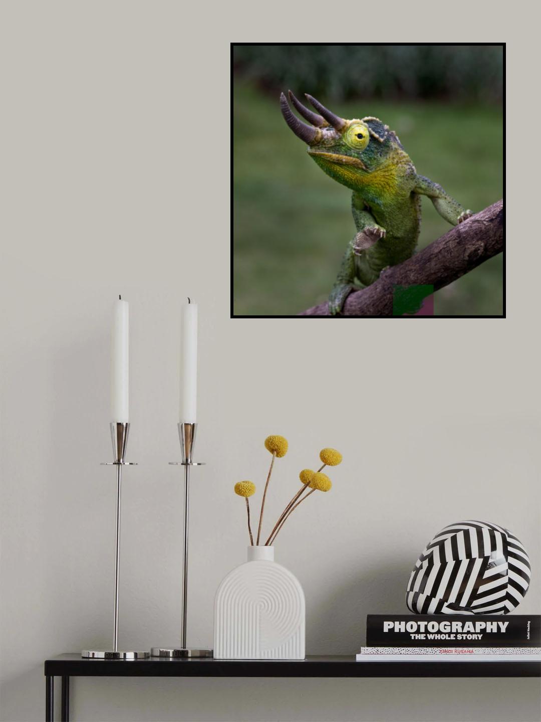 Three horn chameleon Poster och Canvastavla