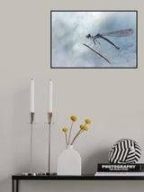 Daylight Damselfly Poster och Canvastavla