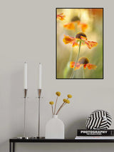Helenium Poster och Canvastavla