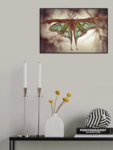Mariposa Isabelina Poster och Canvastavla