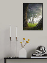 Pine tree Poster och Canvastavla