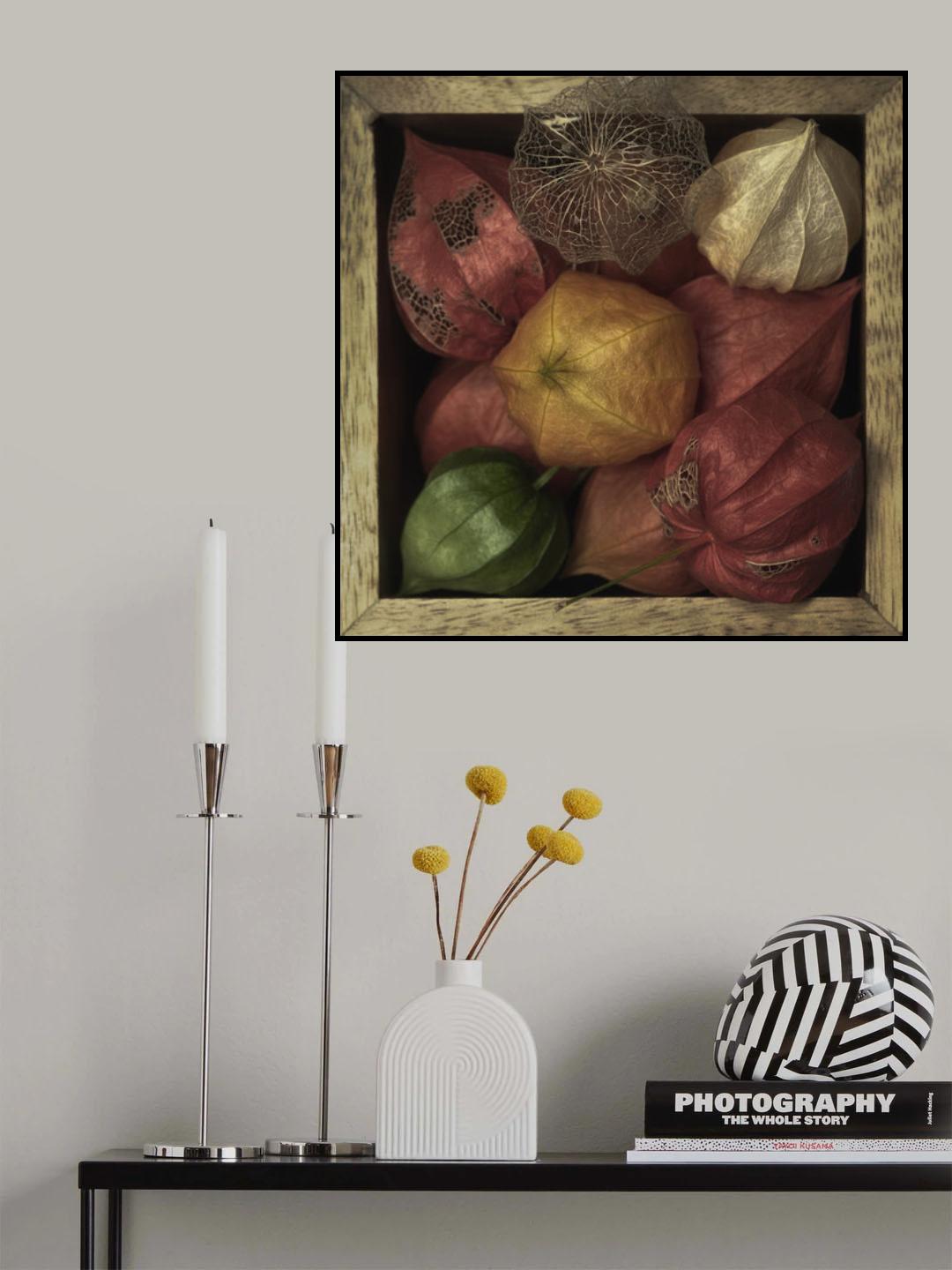 Physalis alkekengi in a box Poster och Canvastavla