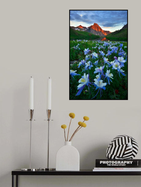 Blue Columbine Paradise Poster och Canvastavla