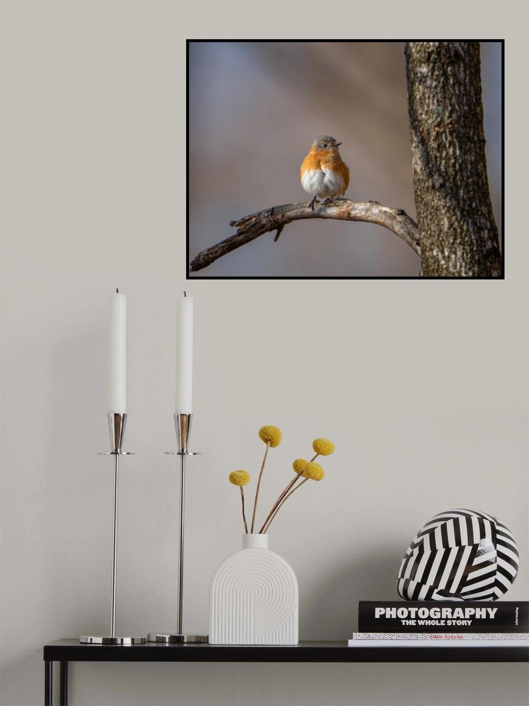 Eastern bluebird Poster och Canvastavla