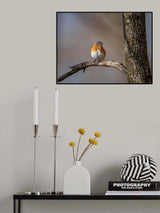 Eastern bluebird Poster och Canvastavla