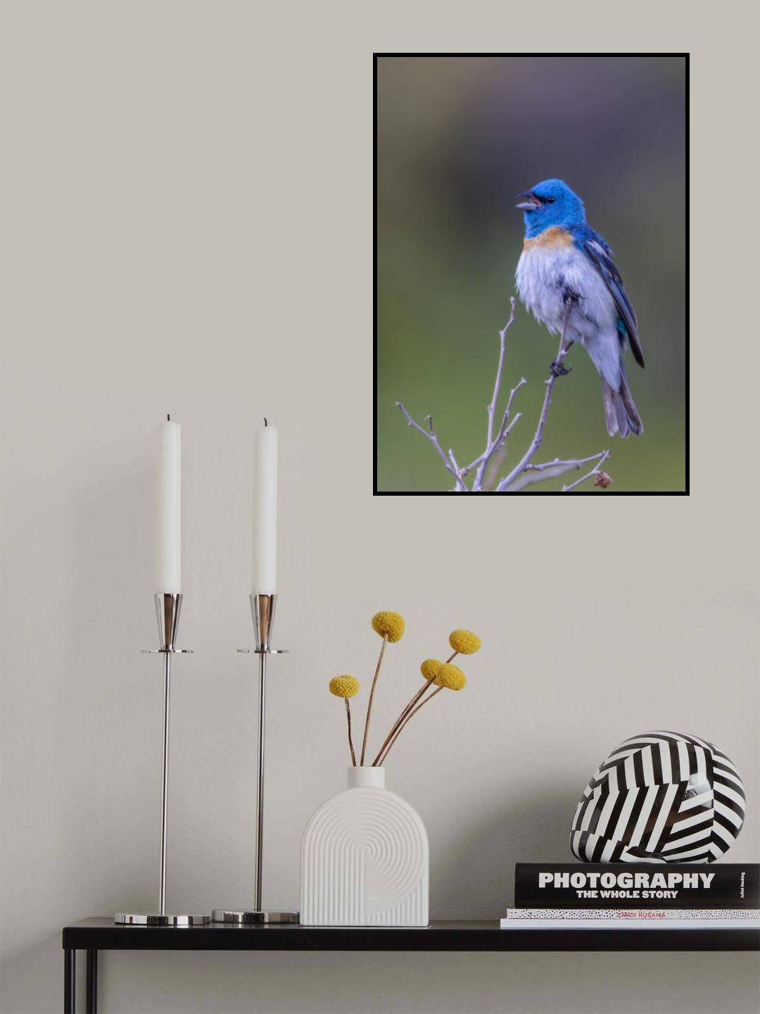 Lazuli laud Poster och Canvastavla