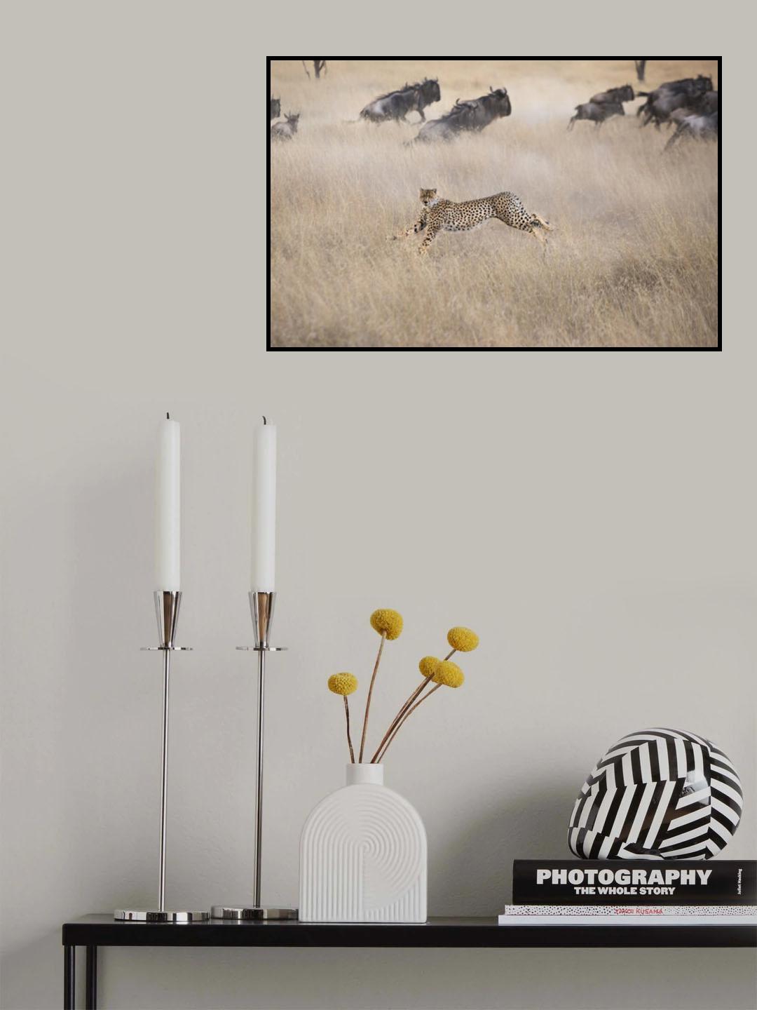 Cheetah Hunting Poster och Canvastavla