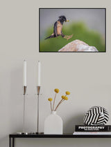Rose starling Poster och Canvastavla