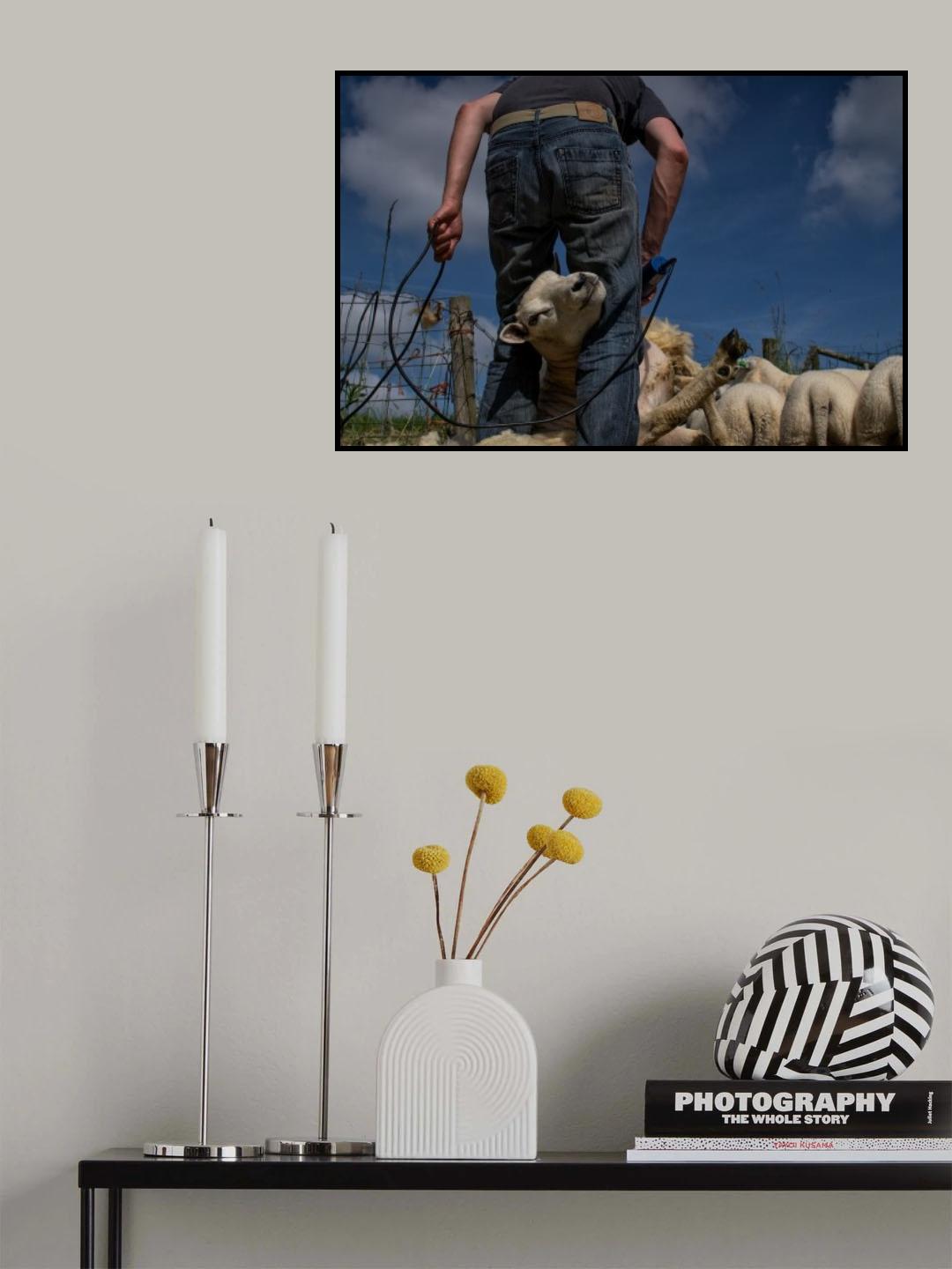 Sheep shearing Poster och Canvastavla