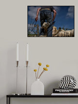 Sheep shearing Poster och Canvastavla