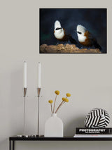 White-crested laughingthrush Poster och Canvastavla