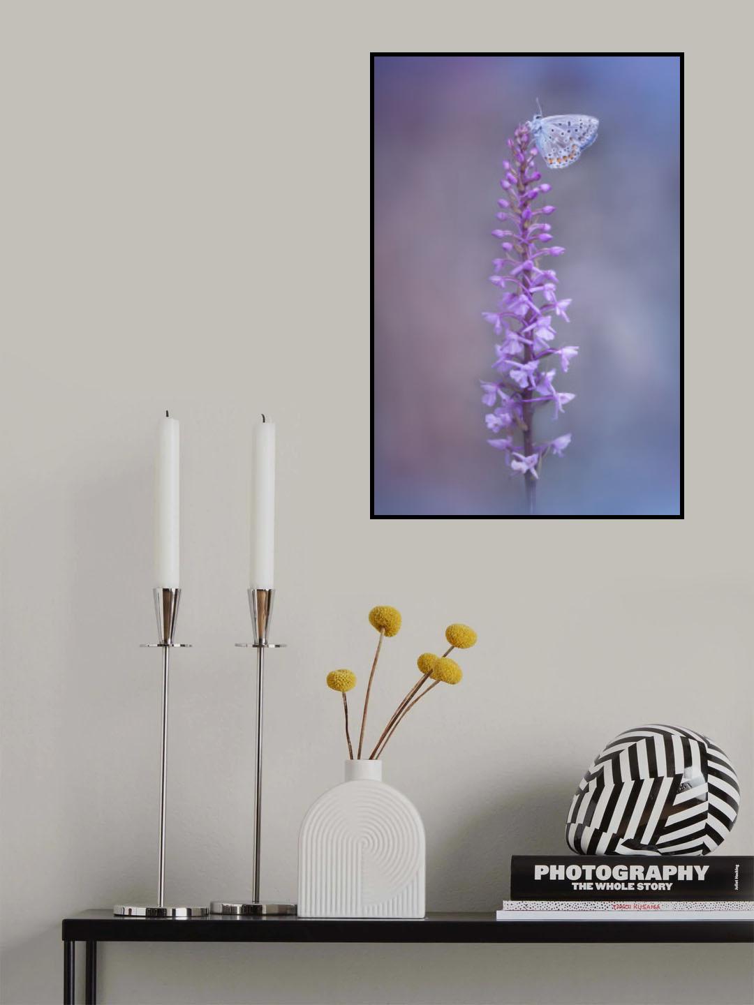 fabrizio daminelli Adonis Blue on Gymnadenia conopsea Poster och Canvastavla