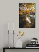 The lake of swan Poster och Canvastavla