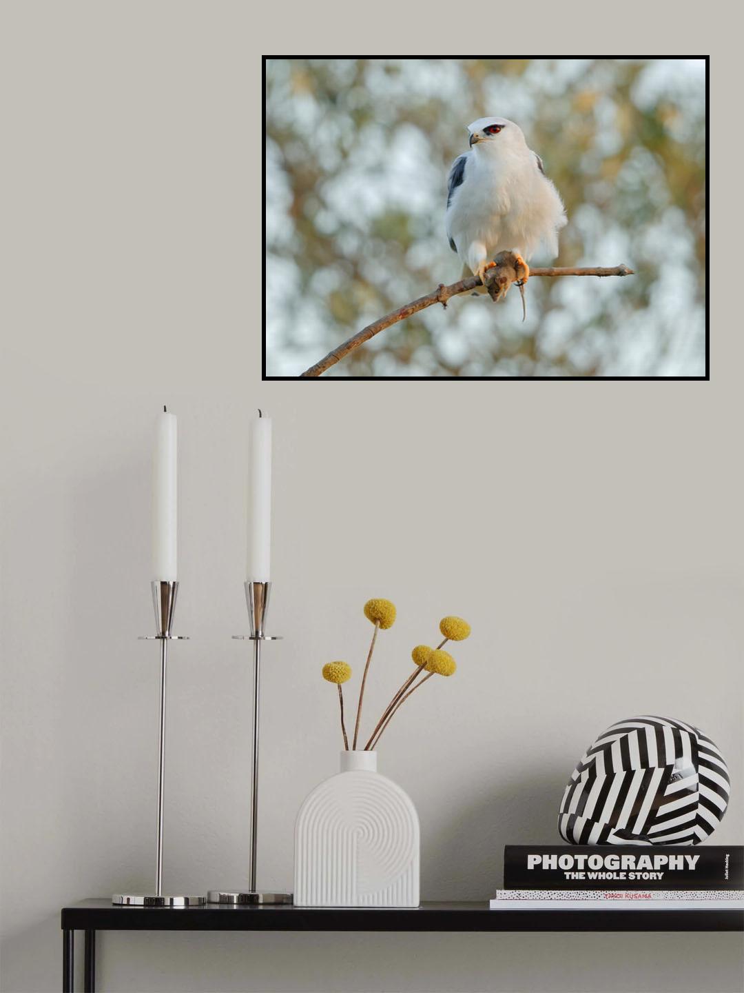 Vole and Kite - Tough nature Poster och Canvastavla