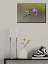 Wire_Crested  Thorntail Hummingbird Poster och Canvastavla