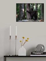 playing bear cubs 1 Poster och Canvastavla