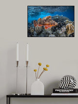 Tassled scorpionfish Poster och Canvastavla