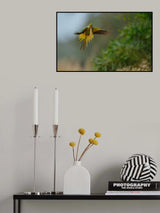 Rose ring Parakeet in flight Poster och Canvastavla