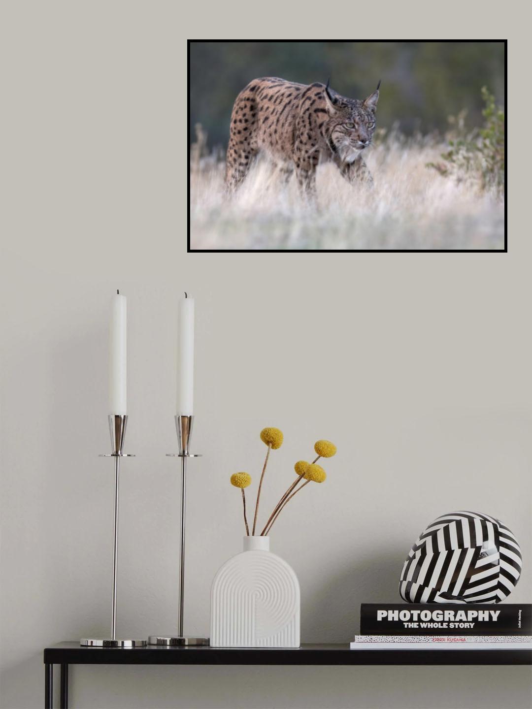 Iberian Lynx Poster och Canvastavla