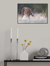 Iberian Lynx Poster och Canvastavla