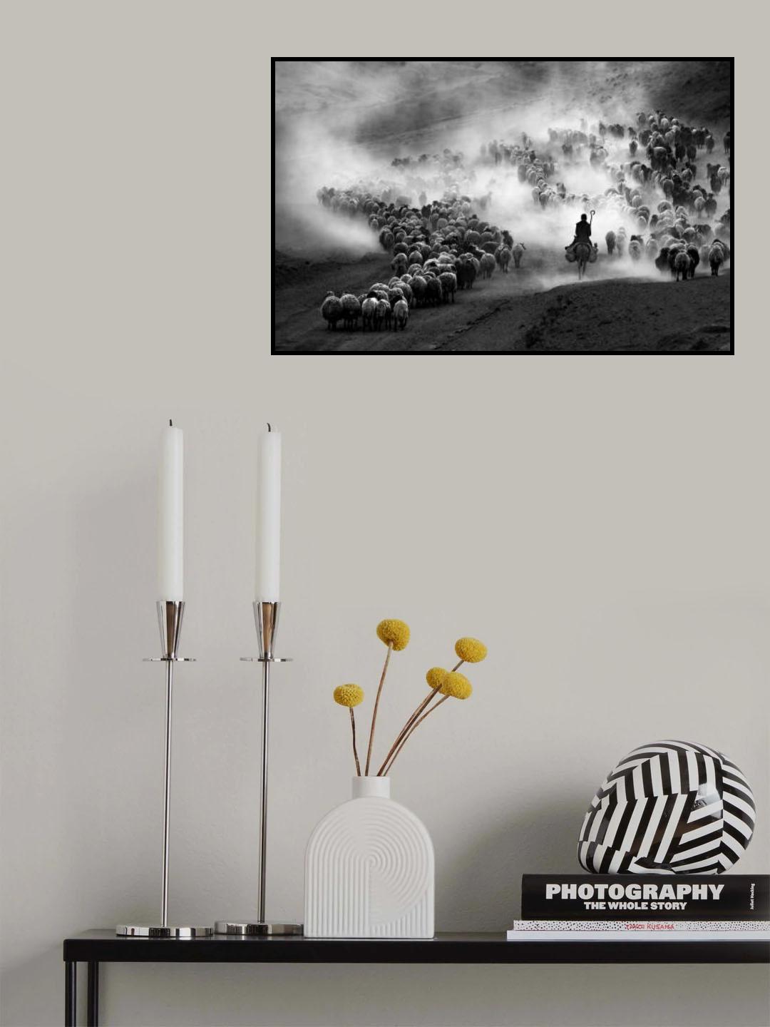 herd Poster och Canvastavla
