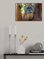 Big Male Poster och Canvastavla