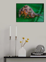 Big Cath Poster och Canvastavla