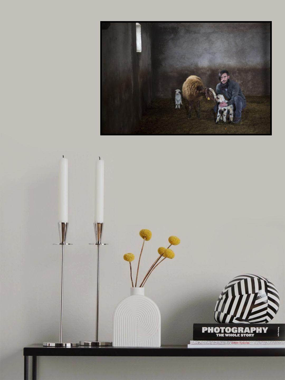 lambs Poster och Canvastavla