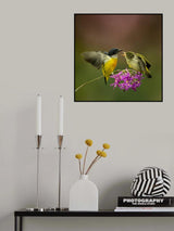 Orange bellied flowerpecker Poster och Canvastavla