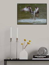 Osprey Grasping a Fish Poster och Canvastavla