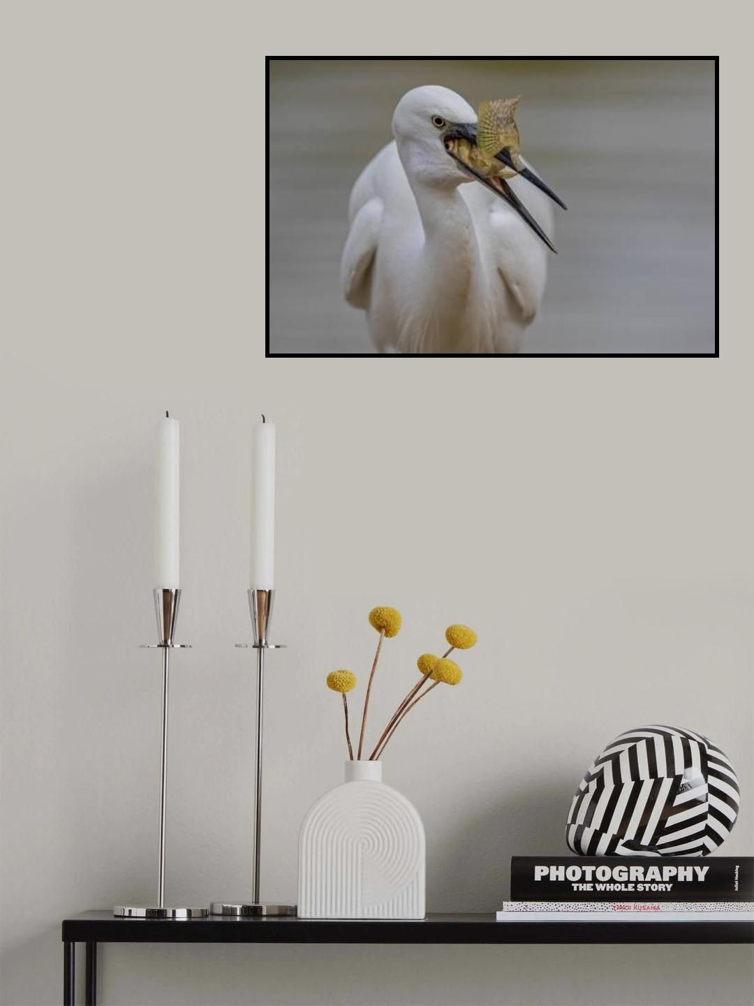Little egret Poster och Canvastavla