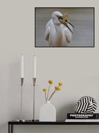 Little egret Poster och Canvastavla