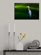 Cattle Egret Poster och Canvastavla