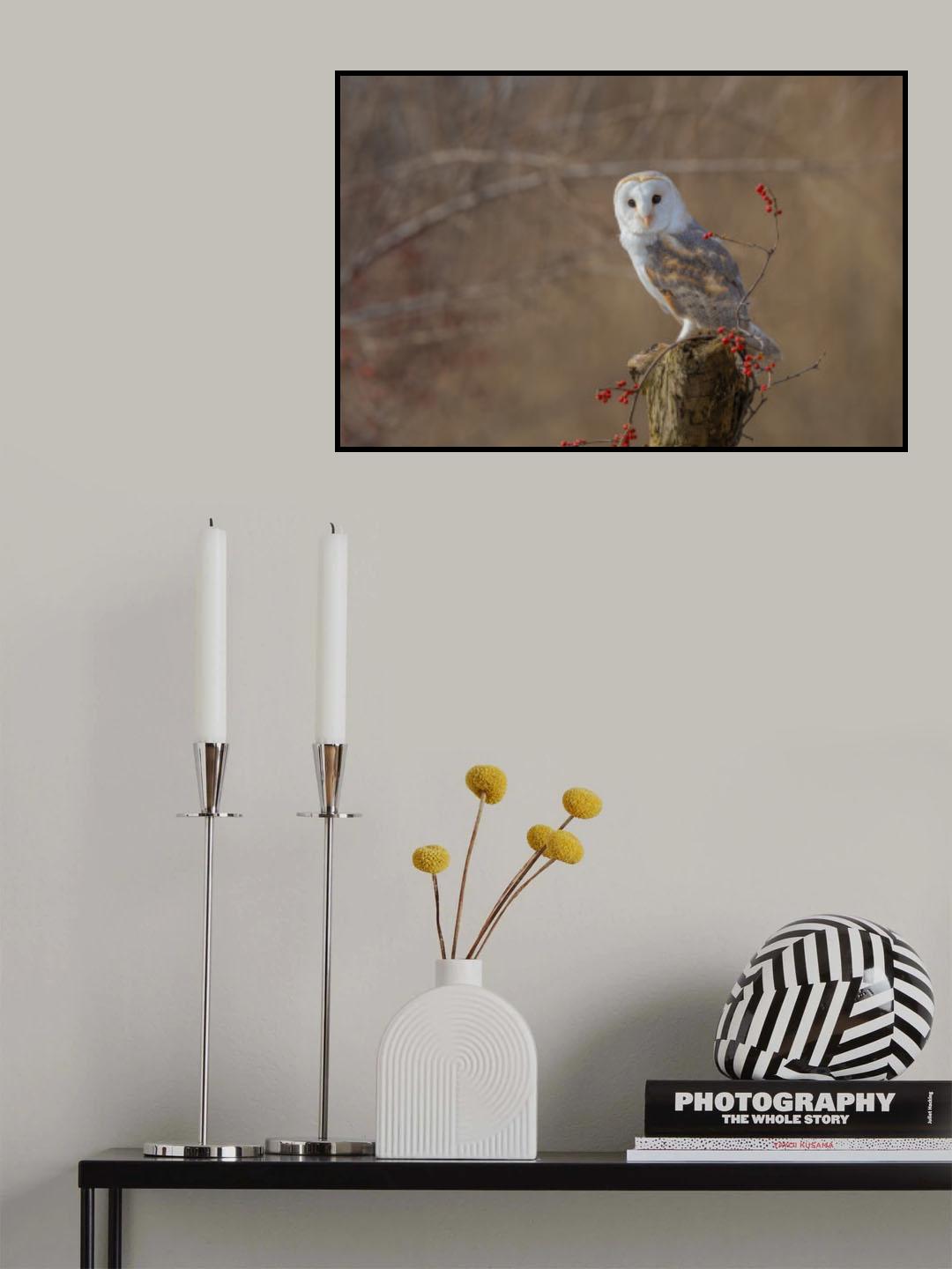 Barn Owl Poster och Canvastavla