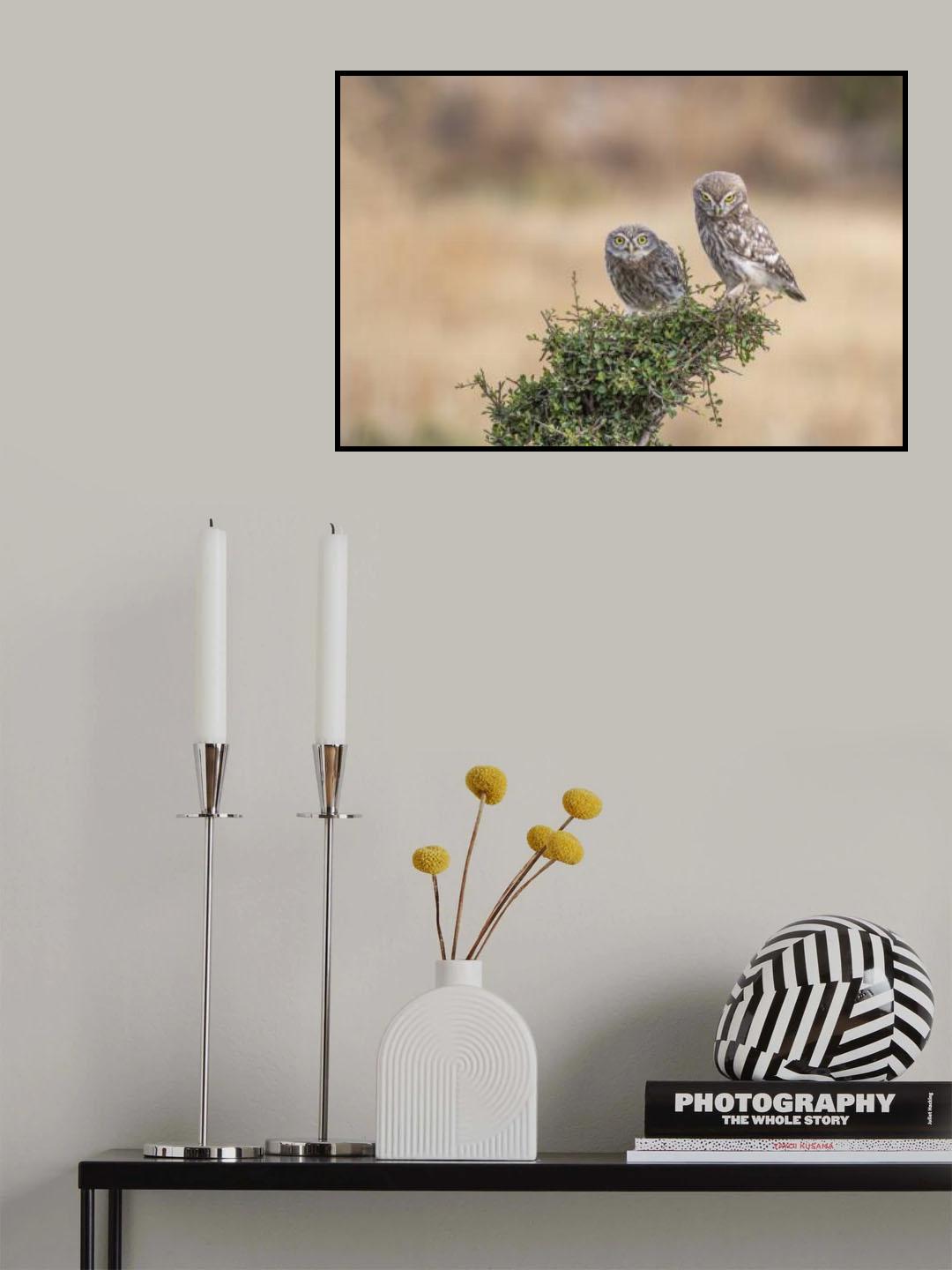 Athene noctua Poster och Canvastavla