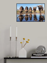 Buffaloes by the waterhole... Poster och Canvastavla