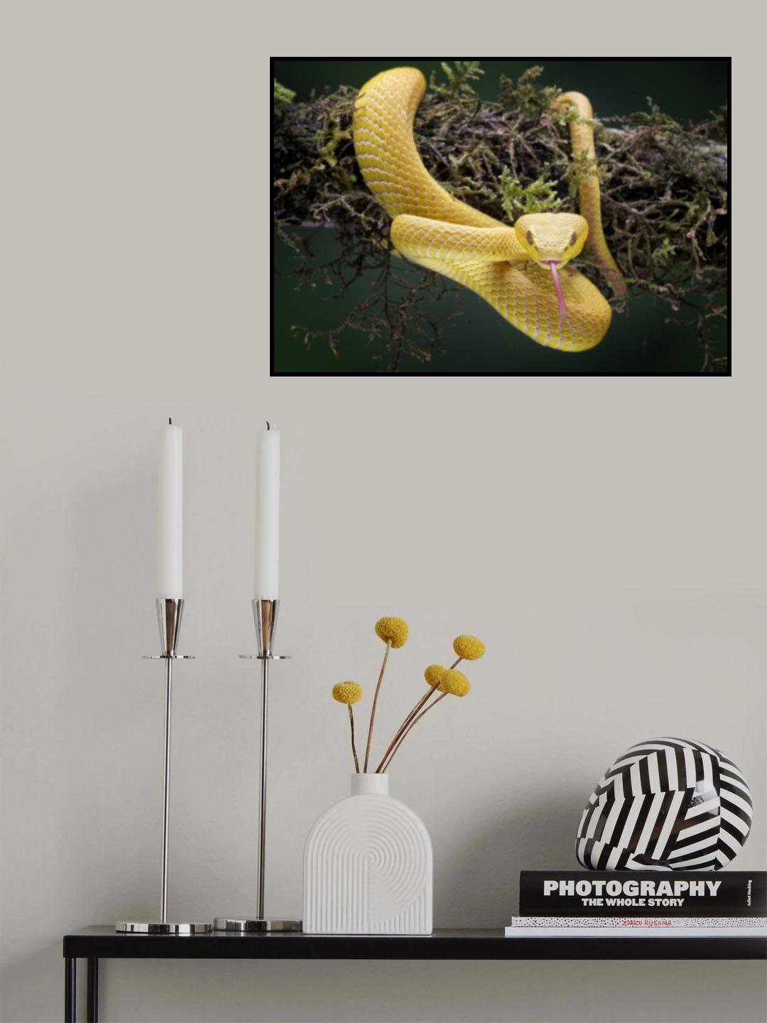 Yellow Viper Poster och Canvastavla