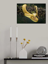 Yellow Viper Poster och Canvastavla